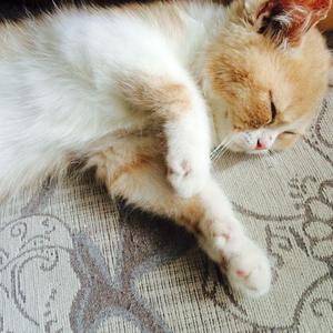 柠檬福利精品视频导航
