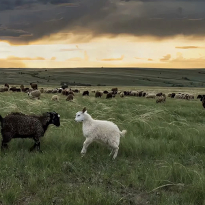 柠檬福利精品视频导航
